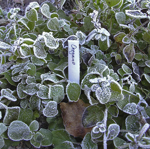 Oregano tler frost