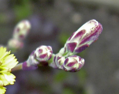 Salat blomsterknopper