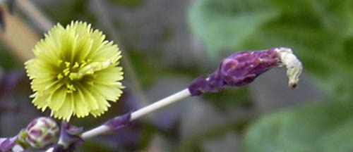 Salat blomster