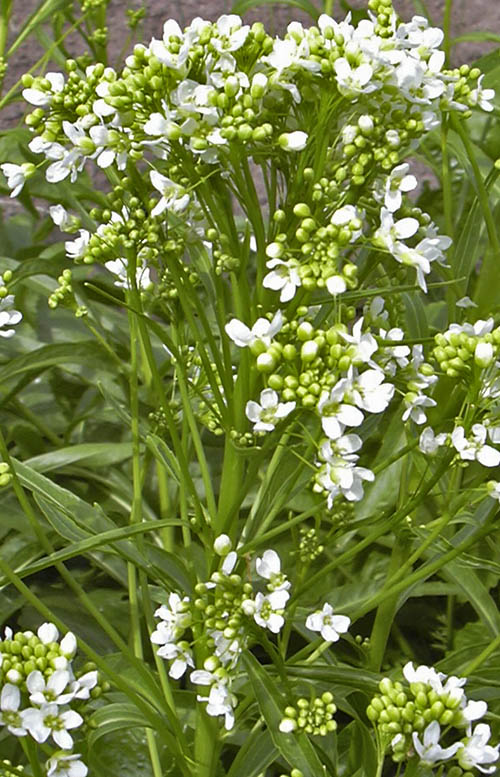 Peberrod i blomst