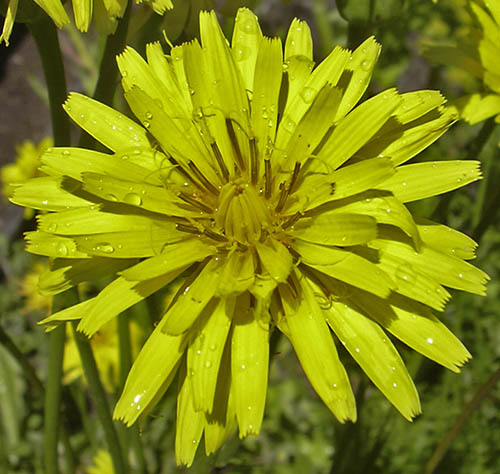 Blomst af skorzonerrod