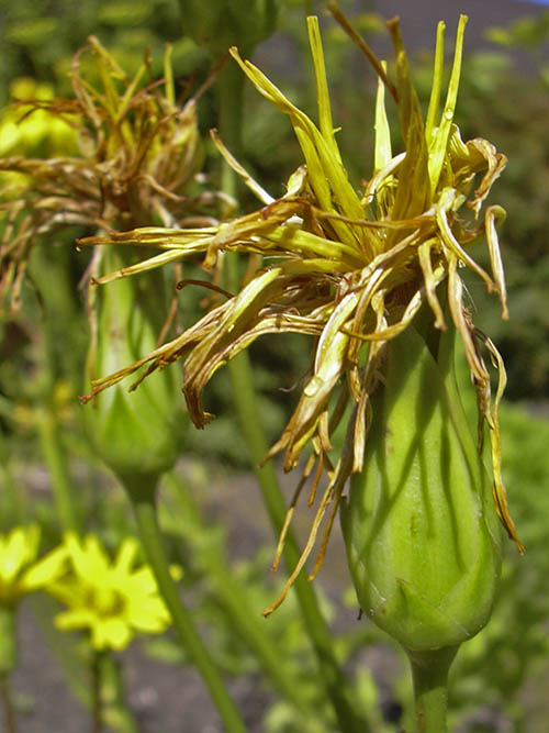 Afblomstret skorzonerrod