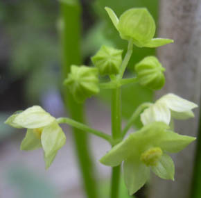 Achocha blomster