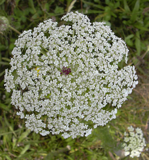 Vild gulerod i blomst