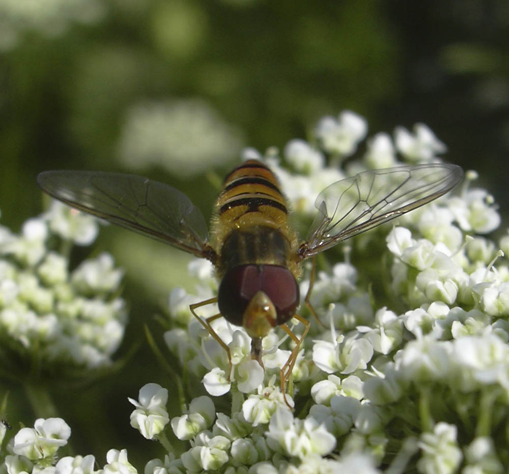 Svirreflue i gulerodsblomst