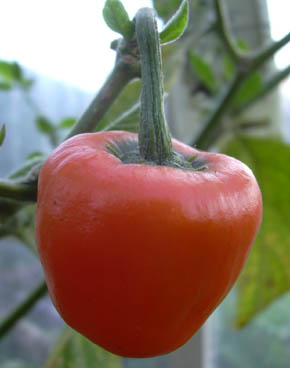 Rocoto Canario