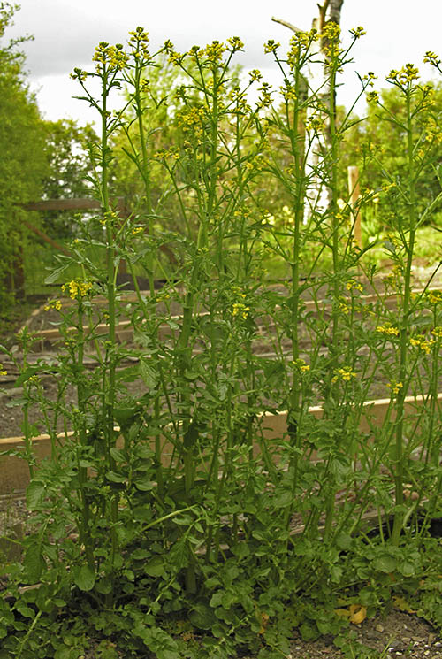 Vinterkarse i blomst