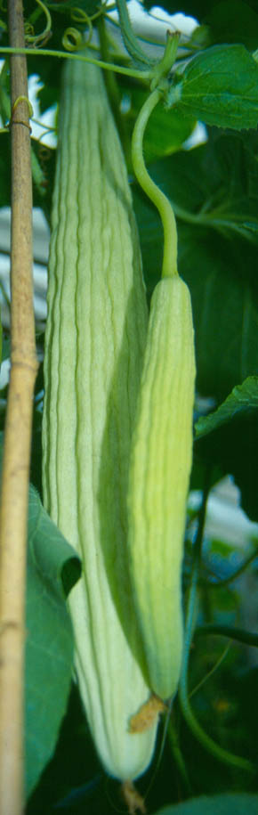 Melon Armenian Yard Long