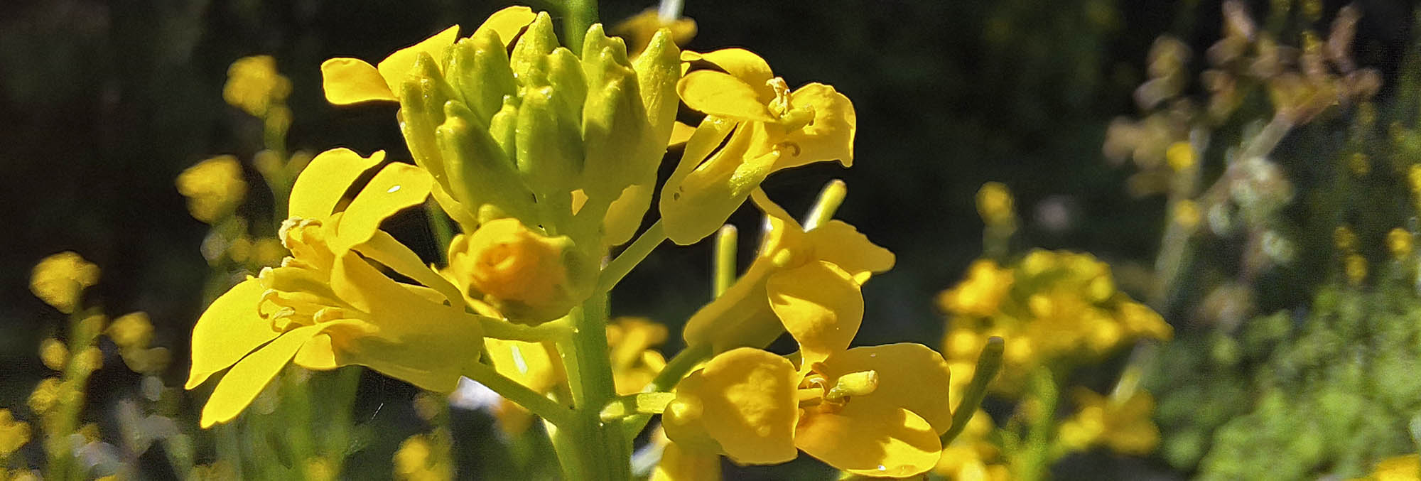 Langskulpet vinterkarse blomster