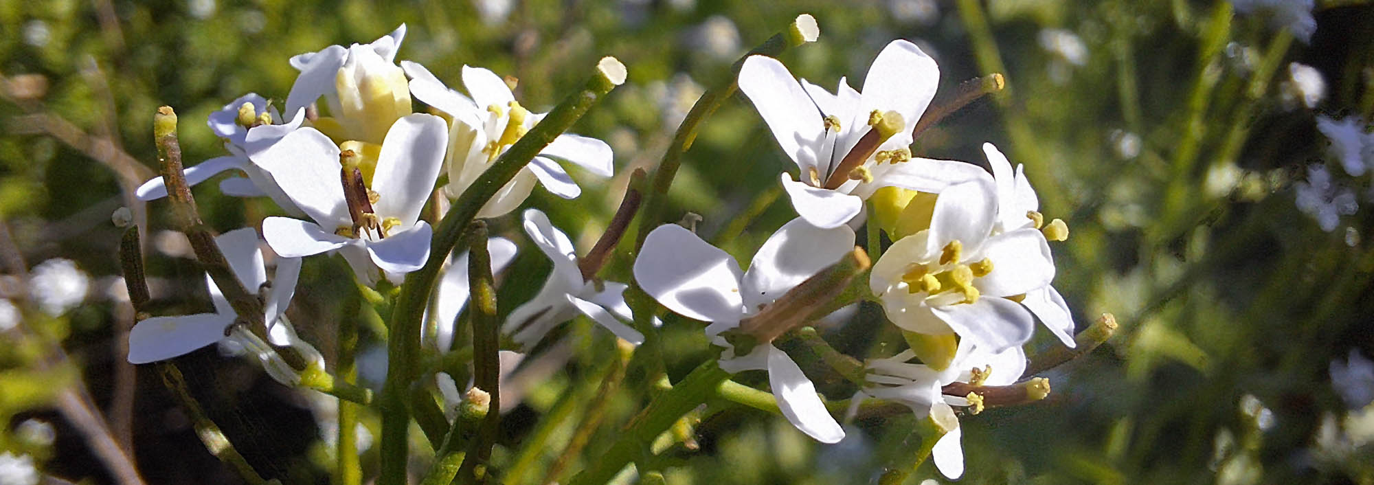 Lgkarse blomst