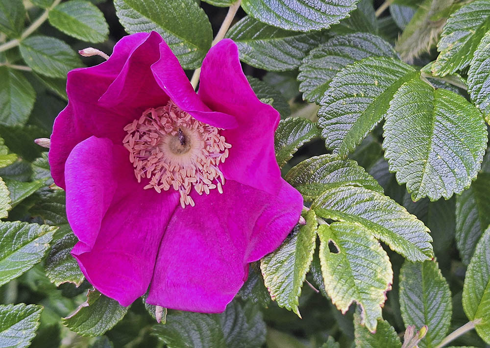 Rynket rose blomst