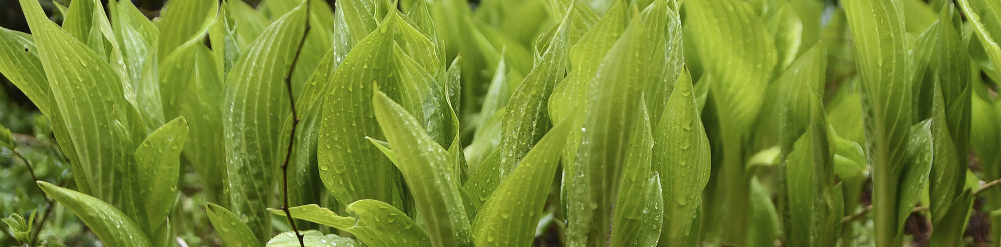 Hosta