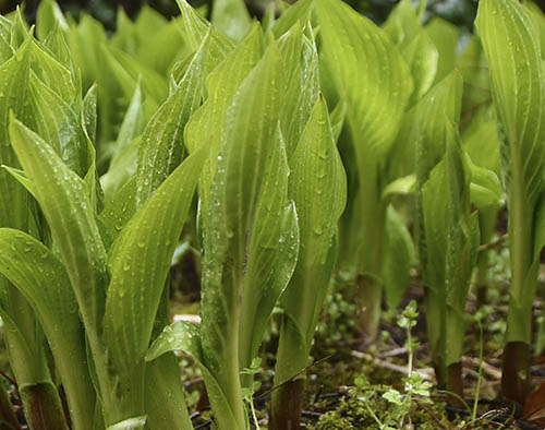 Hosta