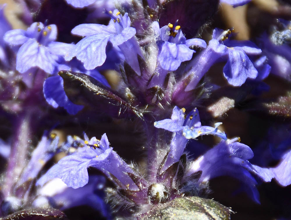 Krybende Lbels blomster