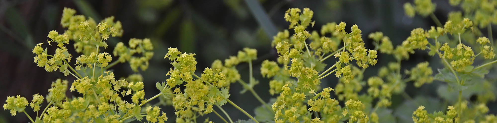 Lodden lvefod blomster