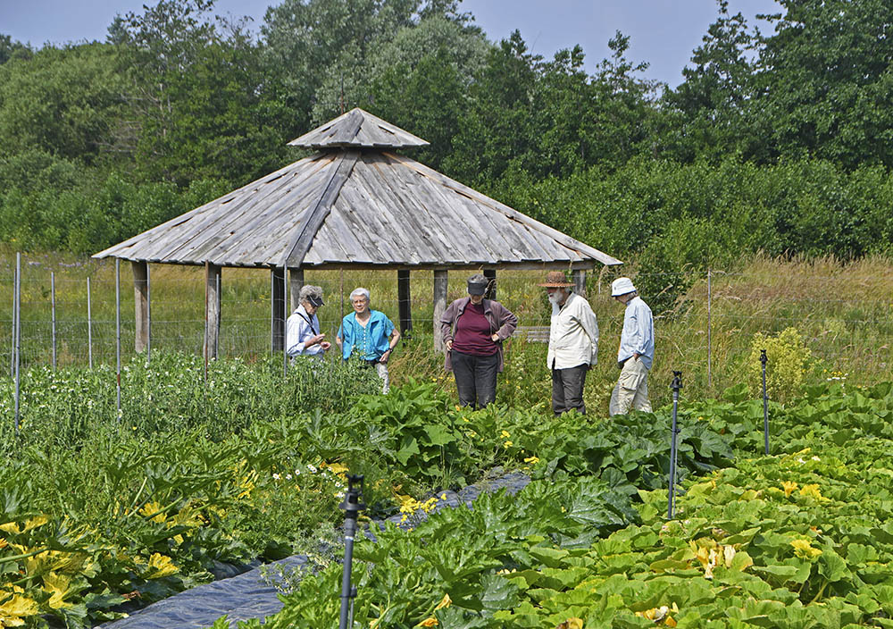 Grnsagsdyrkning hos Calendula Permakultur