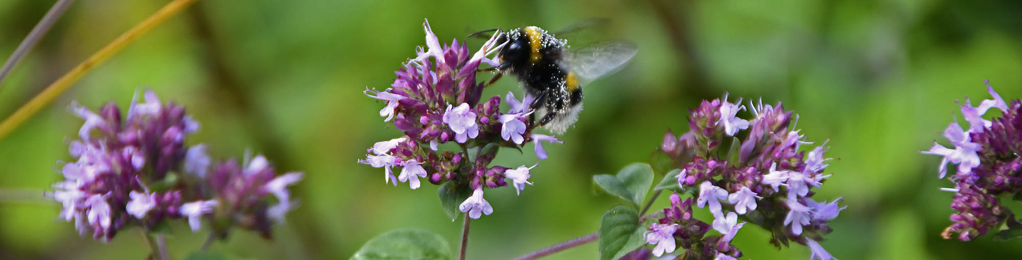 Oregano, almindelig merian