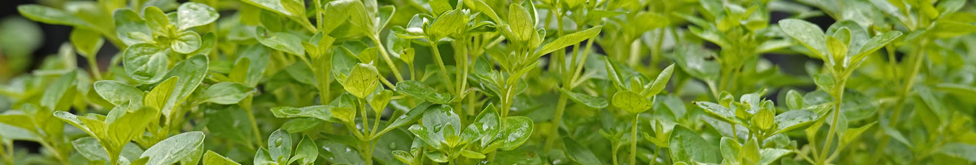 Oregano, almindelig merian