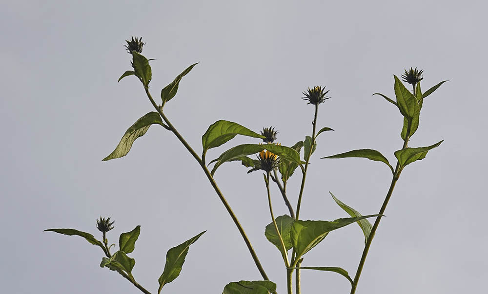 Jordskokblomster.