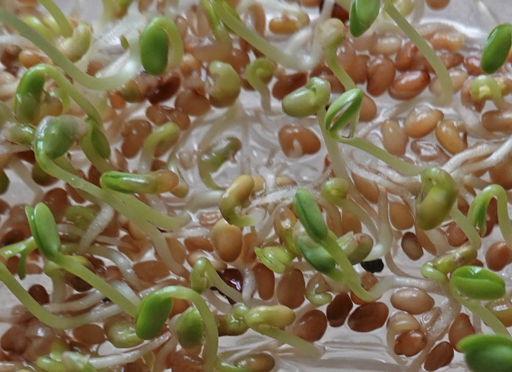 R�dkl�ver spirer