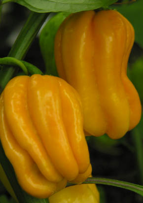 Chili Yellow Habaero