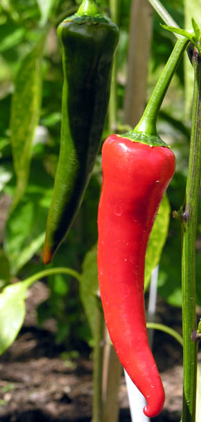 Chilipeber Cyklon, Capsicum annuum