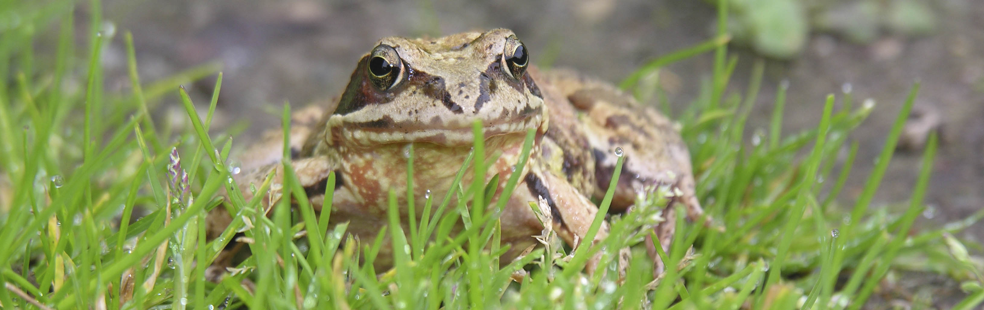 Butsnudet fr, Rana temporaria