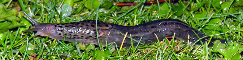 Plettet grsnegl, Limax maximus