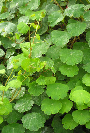 Anu, Mashua, Tropaeolum tuberosum