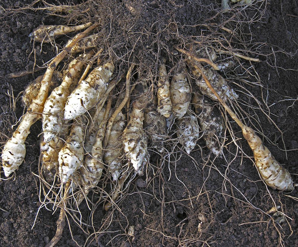 Helianti, Helianthus strumosus