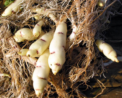 Anu, Mashua, Tropaeolum tuberosum