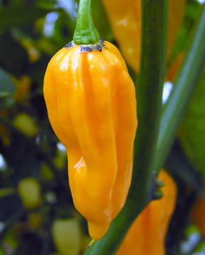 Chili Fatalii, Capsicum chinense