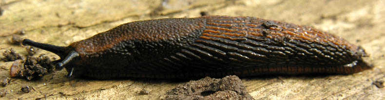 Drbersnegl, Arion vulgaris