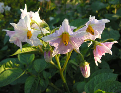 Solanum tuberosum. Kartoffel i blomst