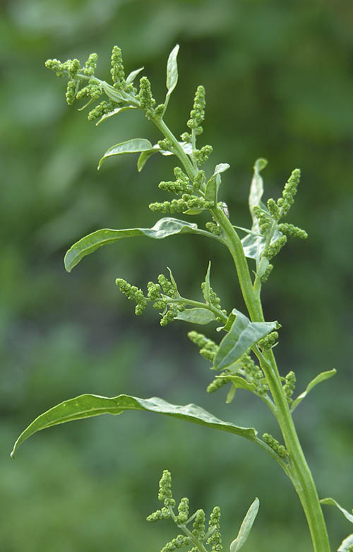 Havemlde, Atriplex hortensis