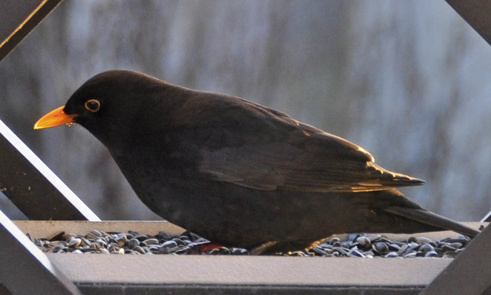 Solsort, Turdus merula