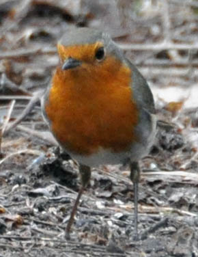 Rdhals, Erithacus rubecula