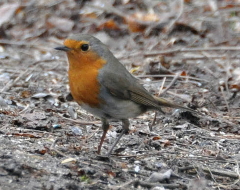 Rdhals, Erithacus rubecula