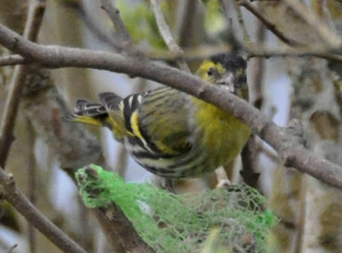 Grnsisken, Carduelis spinus