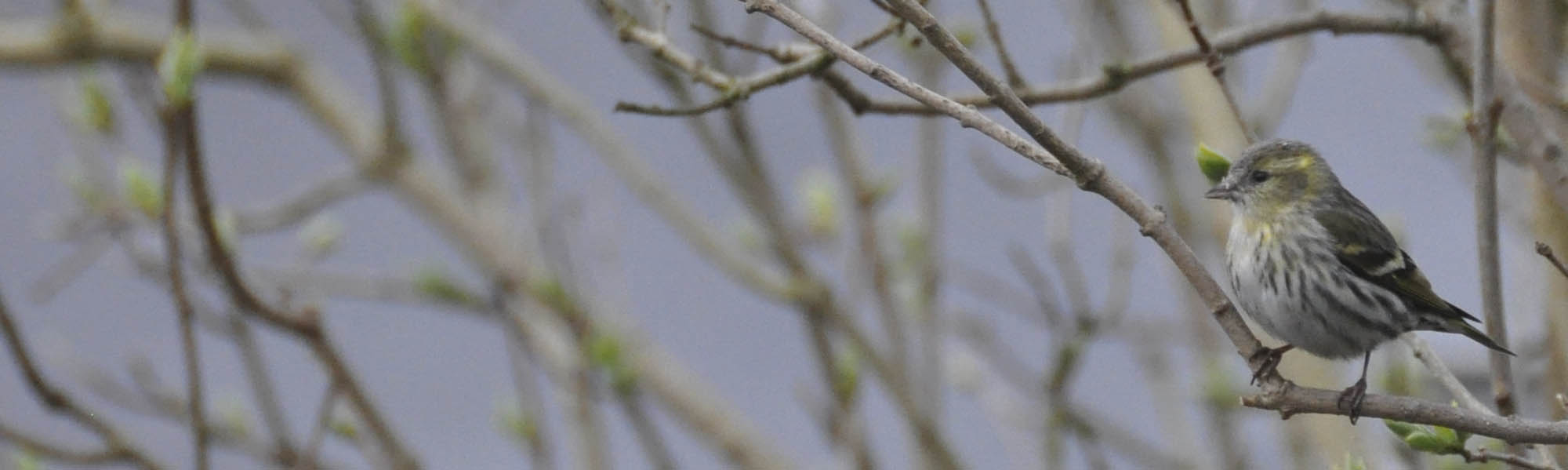 Grnsisken, Carduelis spinus