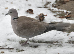 Tyrkerdure, Streptopelia turtur