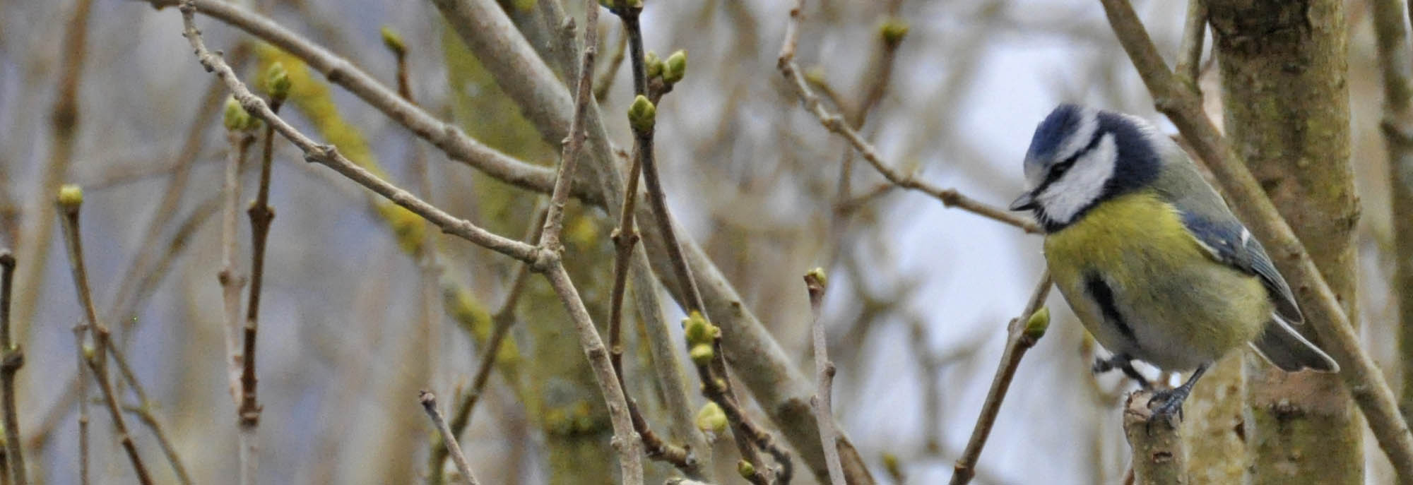 Blmejse, Parus caeruleus