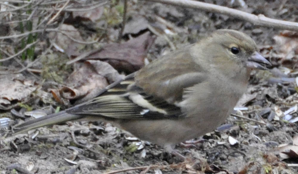 Hun bogfinke, Fringilla coelebs