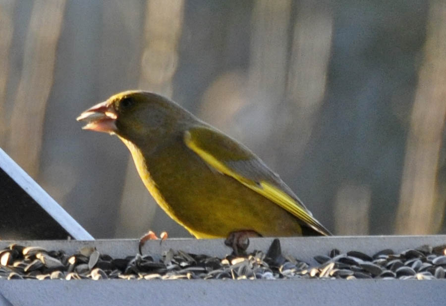 Grnirisk, Carduelis chloris