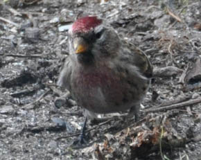 Stor grsisken, Carduelis flammea