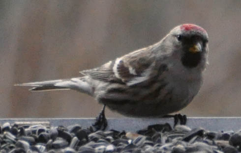 Stor grsisken, Carduelis flammea