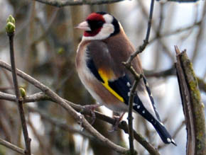 Stillits, Carduelis carduelis