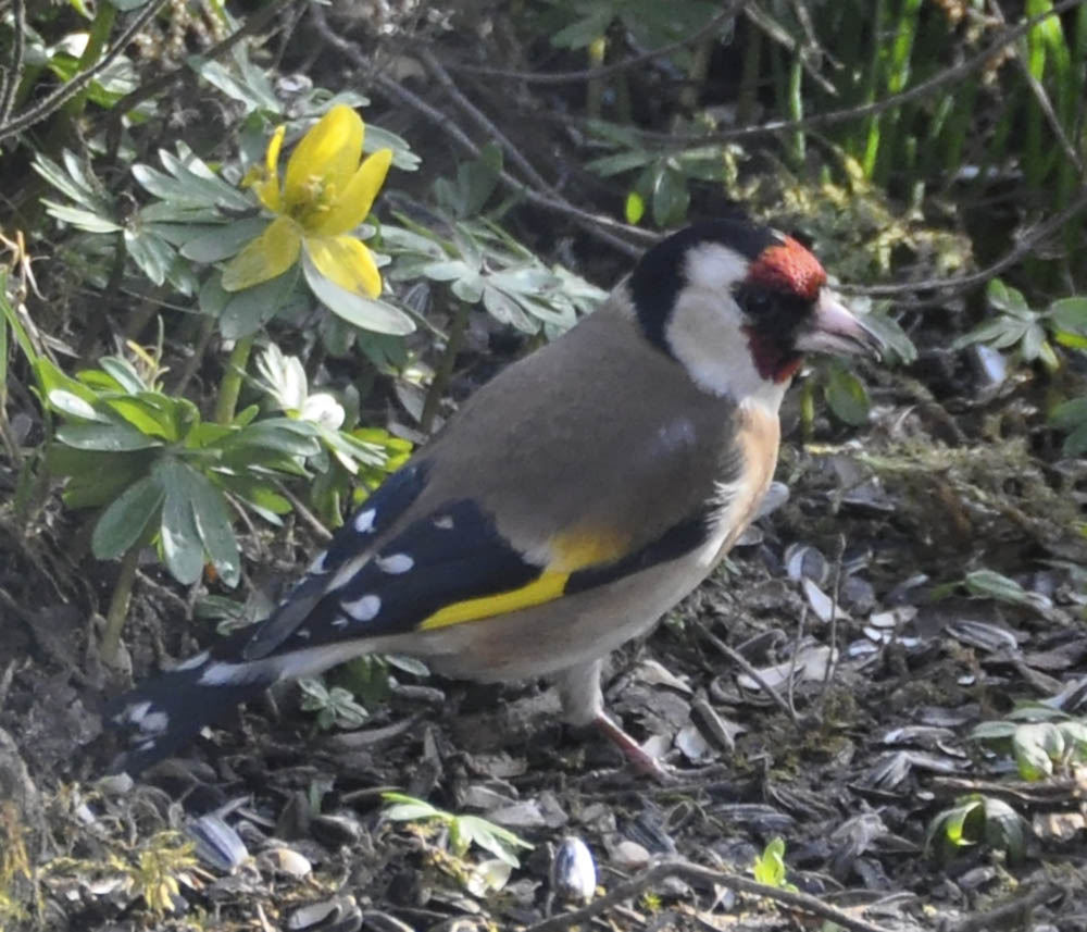 Stillits, Carduelis carduelis