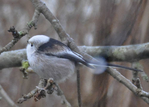 Halemejse, Aegithalos caudatus