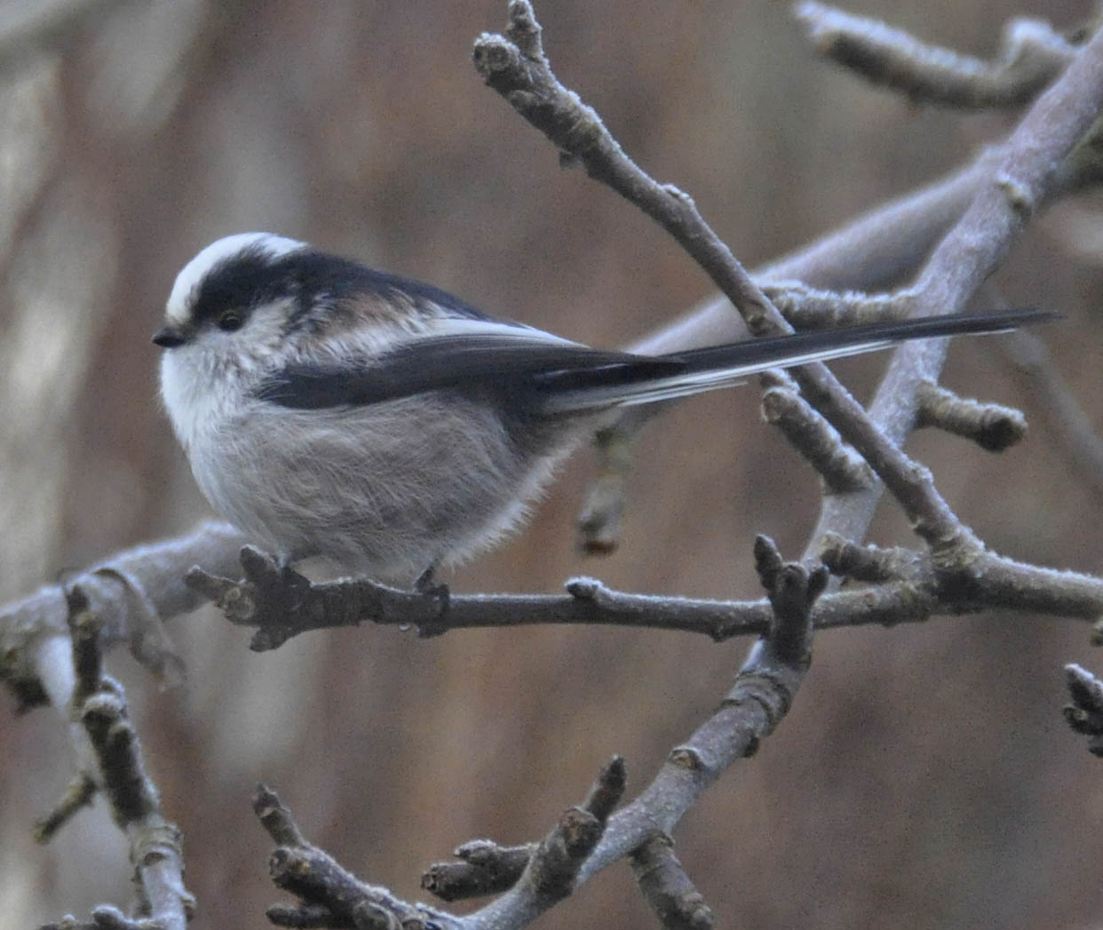 Halemejse, Aegithalos caudatus